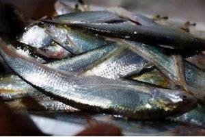 因長江禁捕，江刀魚吃不到，海刀魚已漲至8000元！